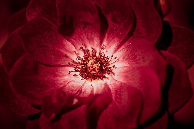 Center Back Confusion: Understanding Center Back Position in Soccer!