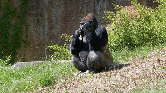 Your Ultimate Guide: Soccer Clubs in Washington DC 6 5. Powerhouses of Professional Soccer: Uncovering the Professional Clubs that Dominate the DC Scene