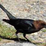 What Is the Worst Soccer Club in the World: Exploring Football’s Less Glorious Side!