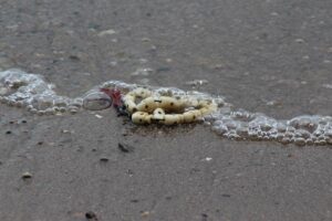 Who Is the Most Decorated Soccer Player? Exploring Football Achievements!