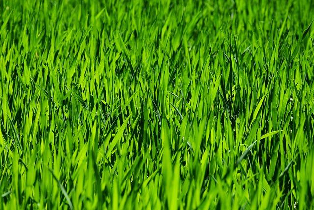 Center Back Chronicles: Understanding Center Back Position in Soccer! 9 Maintaining Shape and Organization in Defense
