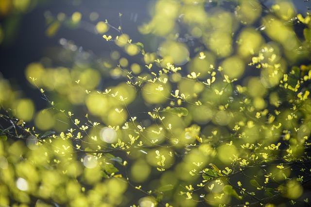 Soccer Drills for 4-5 Year Olds: Building Foundations for Young Athletes! 8 Creating a Positive Environment: Nurturing a Love for the Game